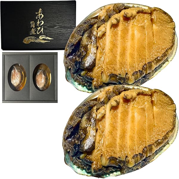 あわび 24CM Amazon.co.jp: 生きたまま直送 活あわび 殻付 Lサイズ・500g (90-100g